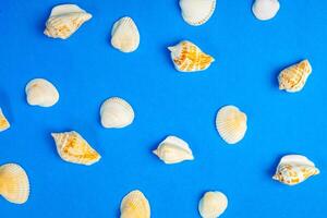 Frame of shells of various kinds on a blue background. photo