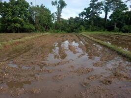 rice field map in rural area photo