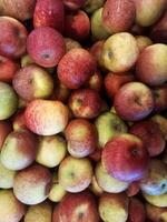 A pile of fresh apples with a blend of red and green skin color gradations photo