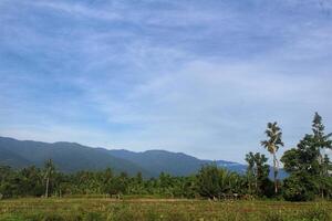 rice fields with mountain background and blue sky, natural scenery photo
