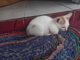 kitten with white and orange fur resting photo