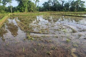 rice field map in rural area in the morning, rice planting land. photo