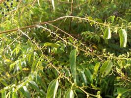 The fruit of the crepe myrtle flower that grows wild in nature photo