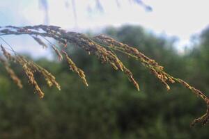 close-up of wild grass with morning sunlight, detail of flower of grass photo