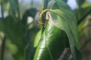 Red ants on the surface of orange leaves, macro photography photo