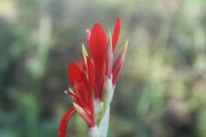 canna edulis red arrowroot flower plant with blurred background photo