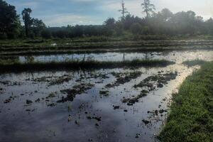 rice field map in rural area in the morning photo
