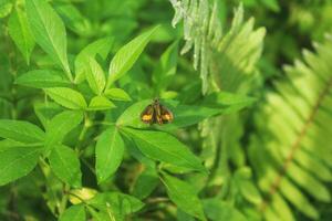 Close up of a beautiful little moth with black and yellow wings, macro photography, small insect. photo