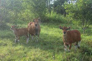 Bali cattle, one type of cattle in Indonesia, cattle farming, livestock in the form of cows photo