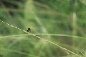 dragonfly perched on the tip of grass with blurry background photo