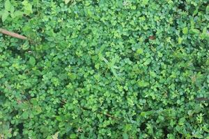 Natural fresh green wild grass background, grass surface texture photo