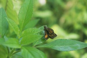Potanthus omaha or skipper butterfly species that perches on the surface of the plant photo