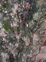 background of tree bark surface with green moss photo