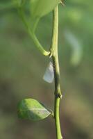 Leafhopper insects like butterflies with white color on plant stems, macro image photo
