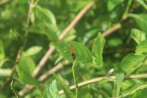 small red dragonfly perched on the tip of a plant with blurred background, small flying insect photo