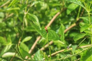 small red dragonfly perched on the tip of a plant photo