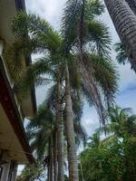 palm tree with lush leaves, palm plants next to the building photo