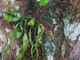 background of tree bark surface with attached ferns photo
