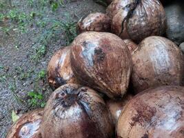pile of old coconuts, one of the plantation commodities, tropical plants photo