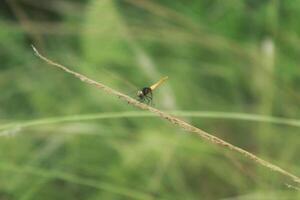 dragonfly perched on the tip of grass with blurry background, small dragonfly photo