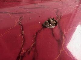 chicken manure on ceramic floors, chicken manure fertilizer photo