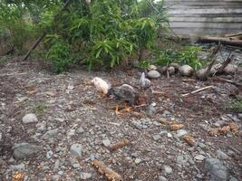 a group of free-range chickens fed in an open cage, raising free-range chickens in Indonesia photo