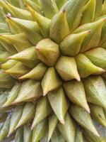 texture or pattern of the thorny durian skin photo