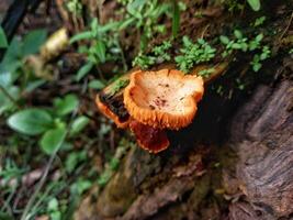 Chanterelle mushrooms grow on dead tree trunks with a brownish yellow mushroom color. photo