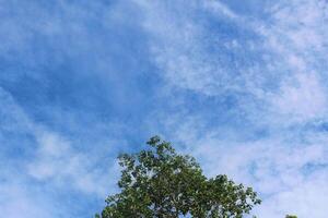 tree background with green leaves and bright blue sky photo