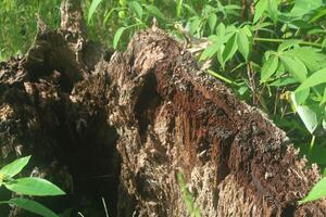 weathered tree wood, weathered wood texture background photo