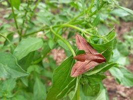 Close-up view of Theretra nessus, a brown hawk moth, resting on a green leaf photo