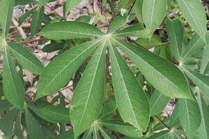 green cassava leaves with finger-like shape photo