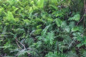 Green fern plants that grow abundantly in nature photo