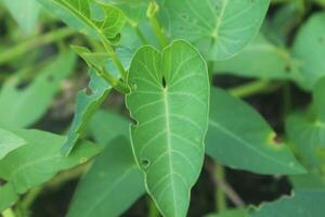 Water spinach leaves, details of green water spinach leaves photo