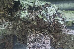 termite house attached to building wood, termite attack photo