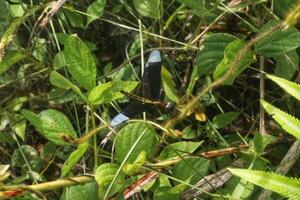 black dragonfly perched on the surface of green plants photo