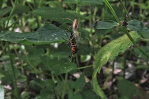 spider insects that successfully catch prey in the form of other insects in their webs photo