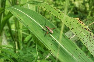 Brown planthopper Leptocorisa oratorius which perches on the surface of a leaf photo