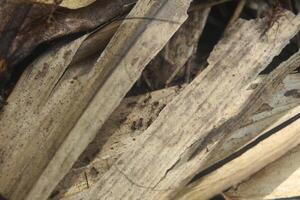 Detail of an ant insect on a dry leaf, macro photography photo