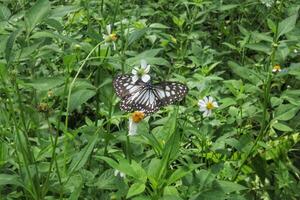Bidens alba flower with butterfly that reaches with black and white wings, butterfly with beautiful wing pattern, flying insect photo