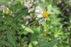 Bidens alba and mantis under the flower petals with a blurred background photo