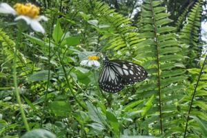 The butterfly that reaches the flower Bidens alba flower with butterfly that reaches with black and white wings photo