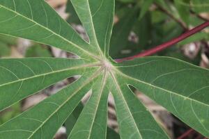 Details of the shape and pattern of cassava plant leaves, macro photography photo