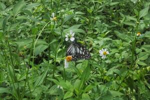 Ideopsis juventa This type of butterfly has a black background color with dark gray colored wings photo