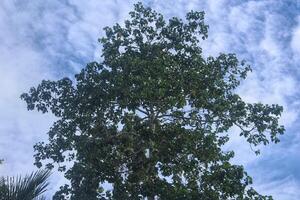 tree background with green leaves and bright blue sky, negative space photo