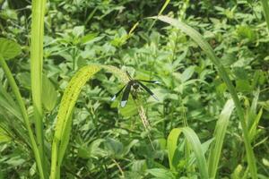 dragonflies with black and white wings photo
