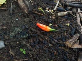 red cayenne pepper that fell to the ground photo
