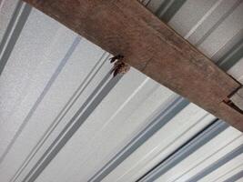wasp nest in the ceiling of the house, wasp house, stinging insect photo