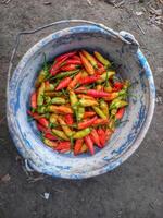 freshly harvested red cayenne peppers placed in a bucket photo