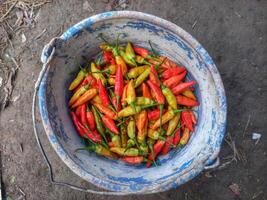 freshly harvested red cayenne peppers photo